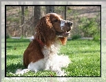 le��cy, Springer spaniel walijski
